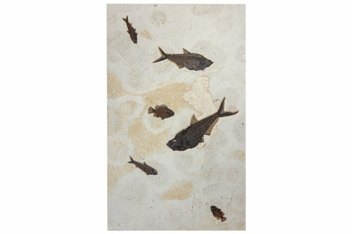 Green River Fossil Fish Mural With Diplomystus & Cockerellites #254197
